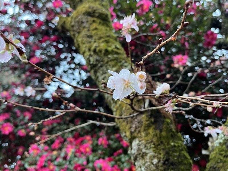 桜山、冬桜、モミジ、サザンカ、ツバキ