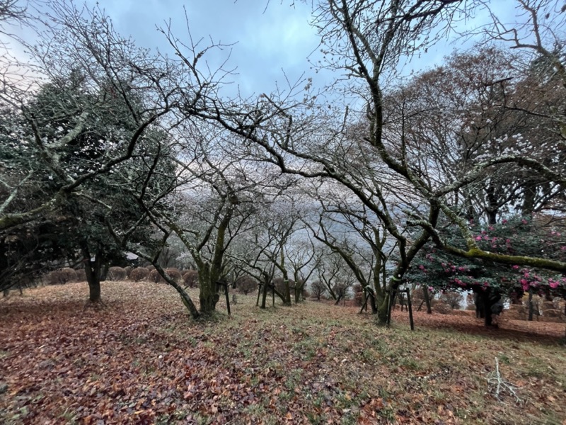 桜山、冬桜、モミジ、サザンカ、ツバキ