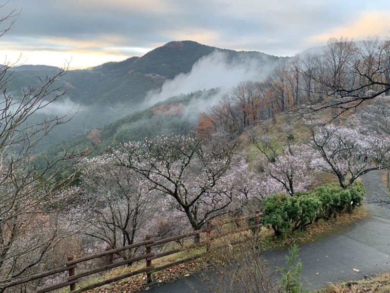 桜山、冬桜、モミジ、サザンカ、ツバキ