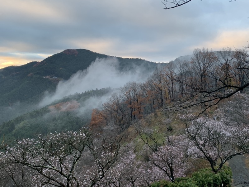 桜山、冬桜、モミジ、サザンカ、ツバキ