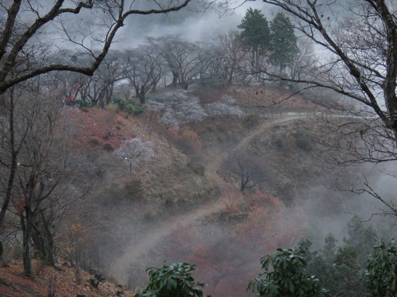 桜山、冬桜、モミジ、サザンカ、ツバキ