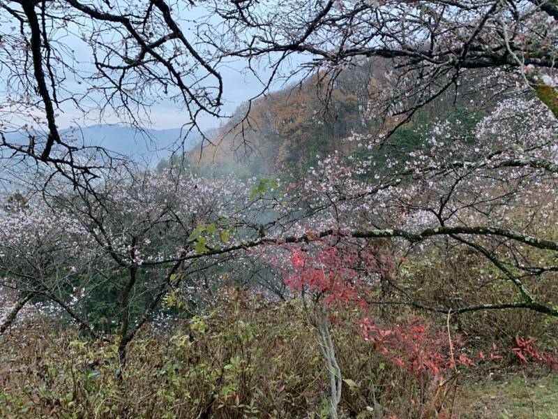 桜山、冬桜、モミジ、サザンカ、ツバキ