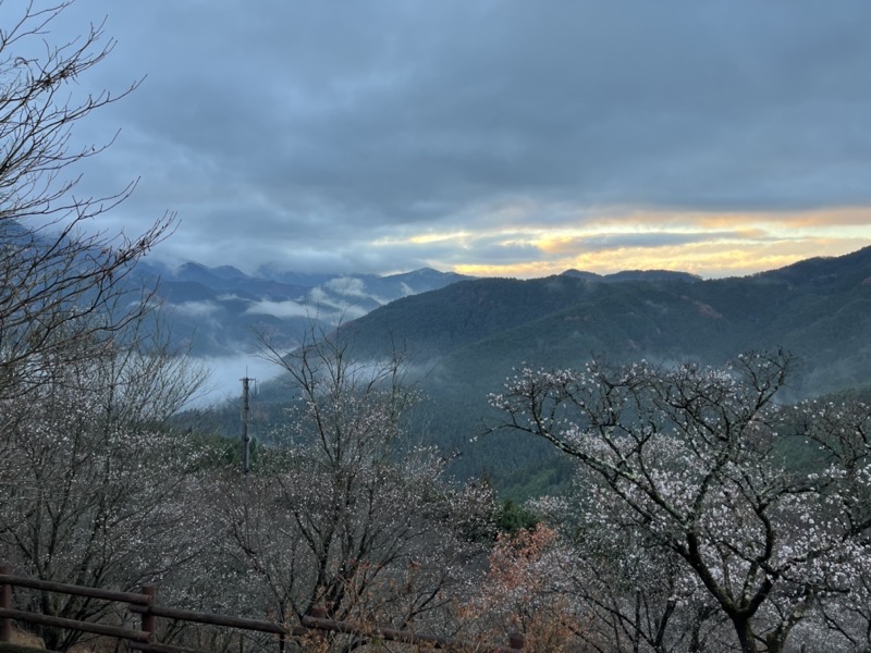 桜山、冬桜、モミジ、サザンカ、ツバキ