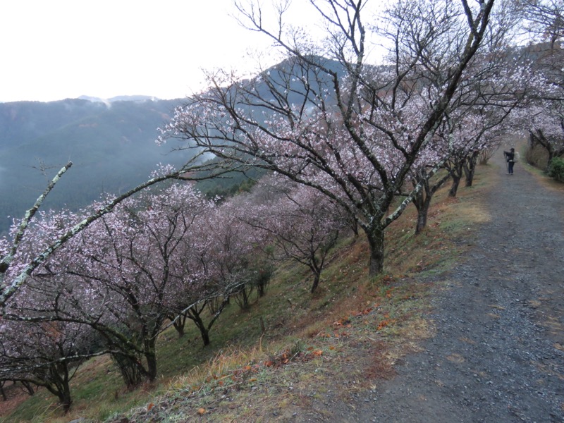 桜山、冬桜、モミジ、サザンカ、ツバキ