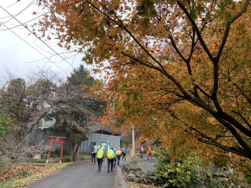 桜山、冬桜、モミジ、サザンカ、ツバキ