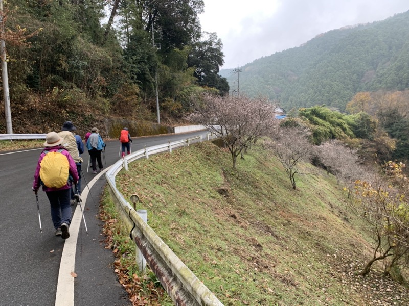 桜山、冬桜、モミジ、サザンカ、ツバキ