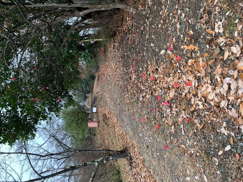 桜山、冬桜、モミジ、サザンカ、ツバキ