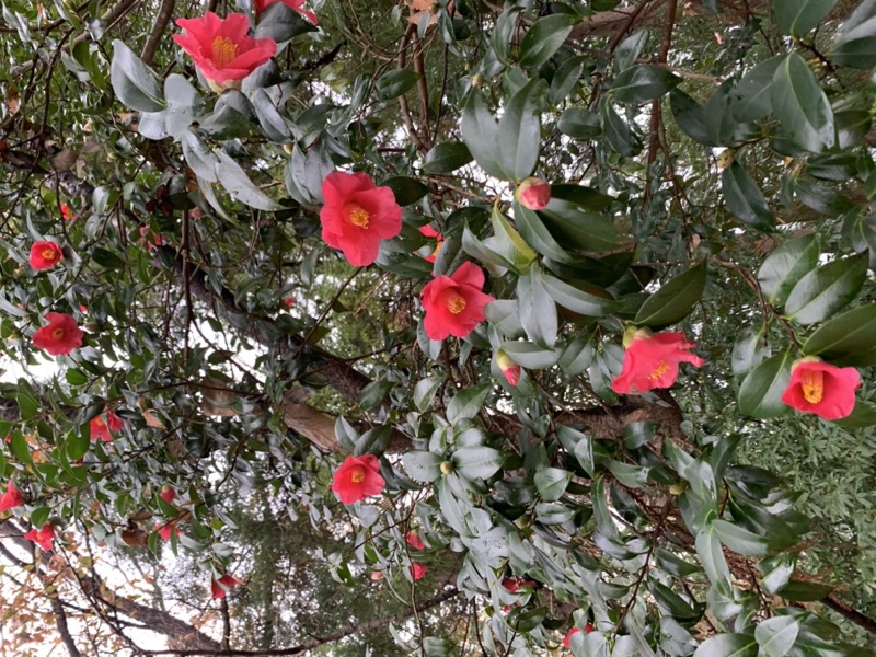 桜山、冬桜、モミジ、サザンカ、ツバキ