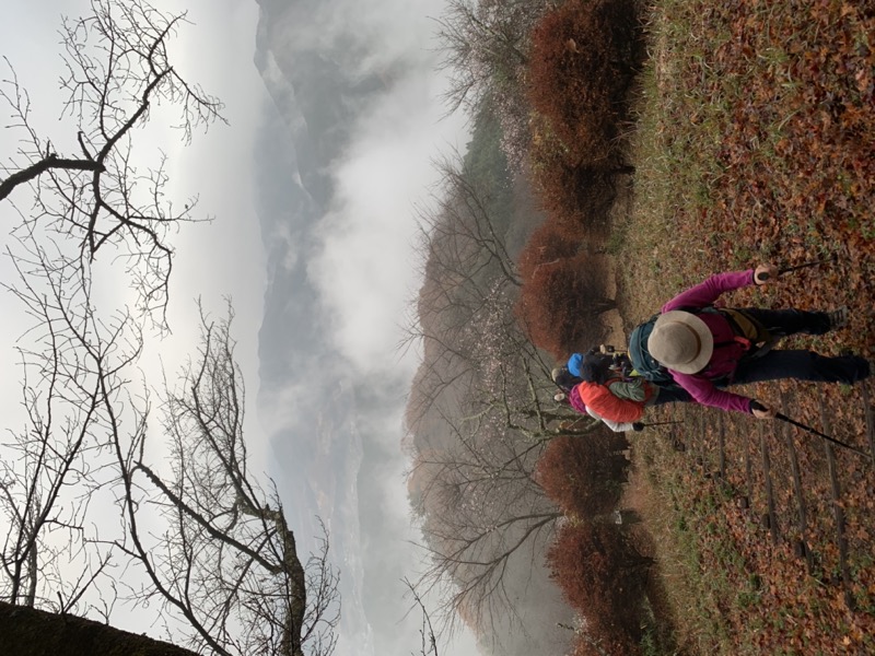 桜山、冬桜、モミジ、サザンカ、ツバキ