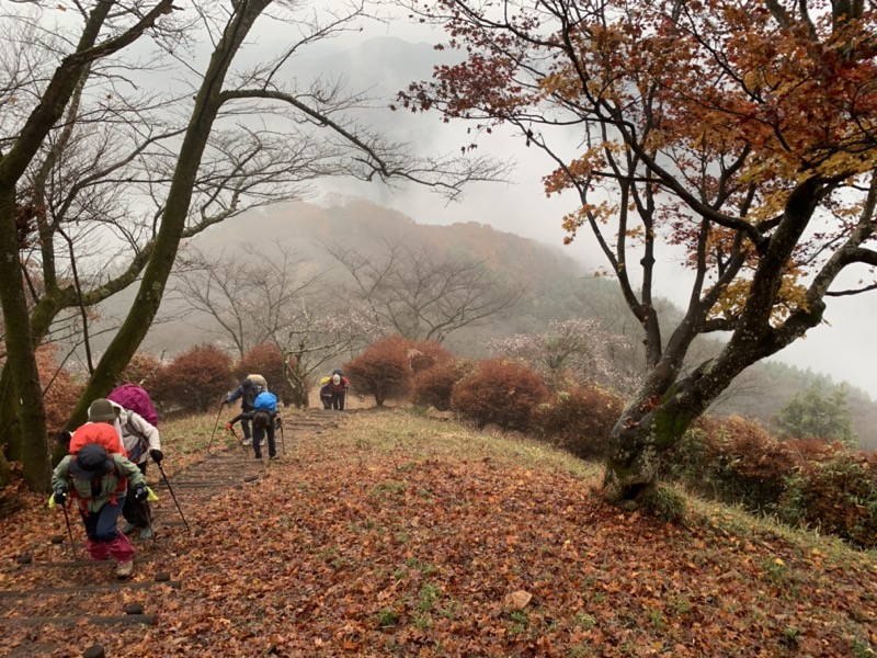 桜山、冬桜、モミジ、サザンカ、ツバキ