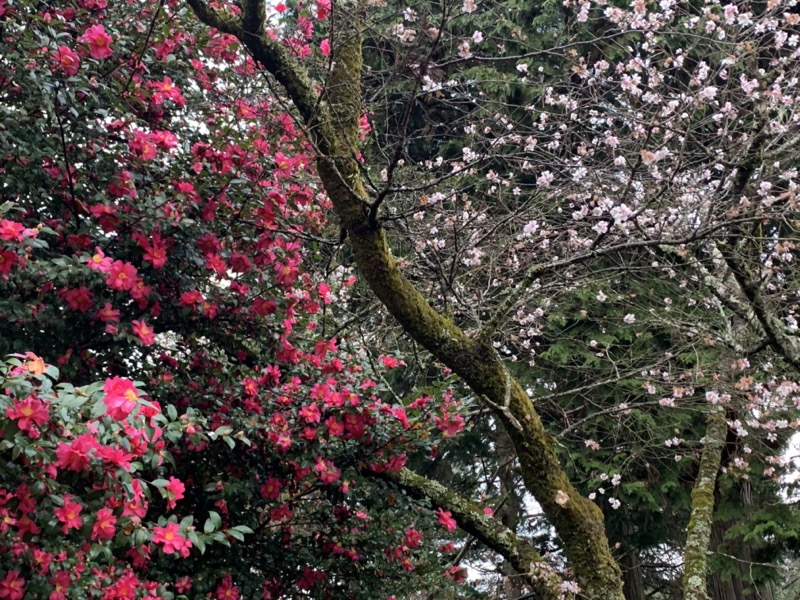 桜山、冬桜、モミジ、サザンカ、ツバキ