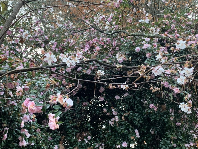 桜山、冬桜、モミジ、サザンカ、ツバキ