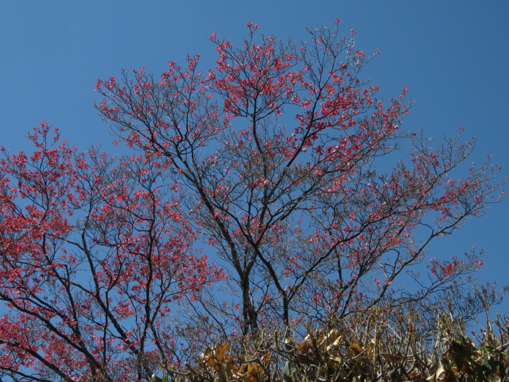 塩ノ山