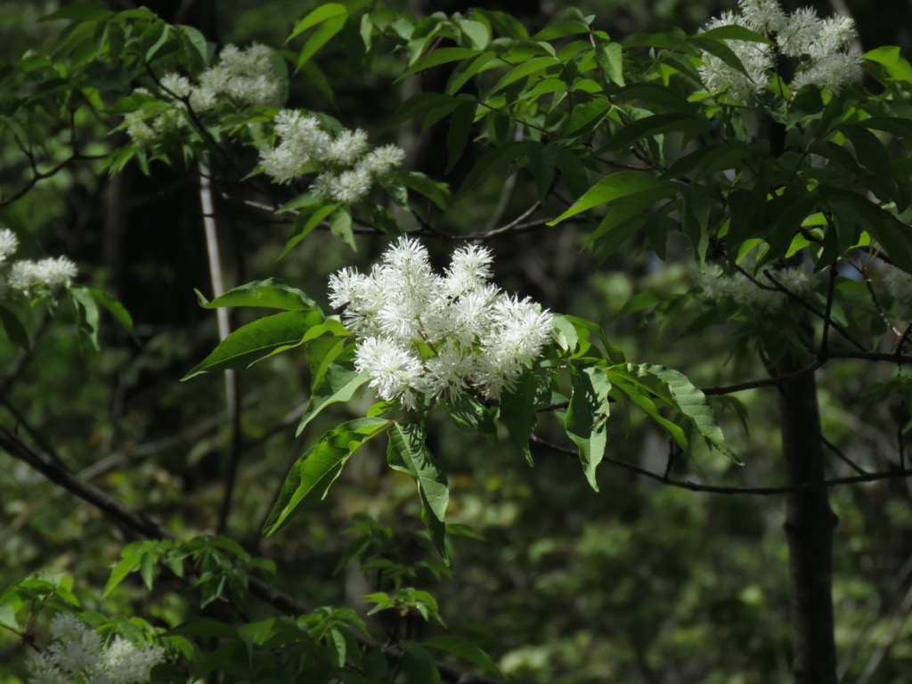 塩ノ山、アオダモの花