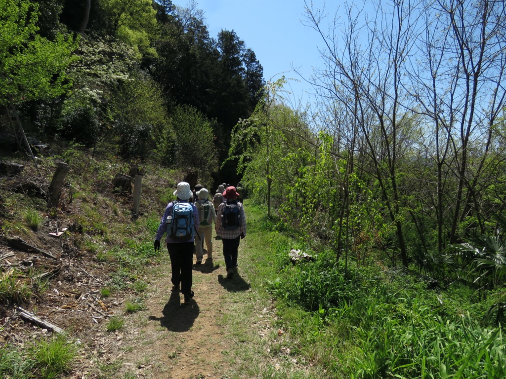 塩ノ山、春の遊歩道