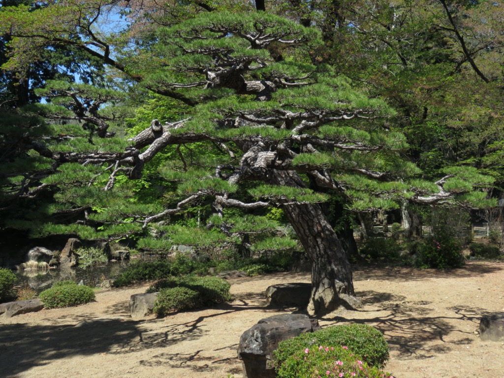 塩ノ山、恵林寺の老松