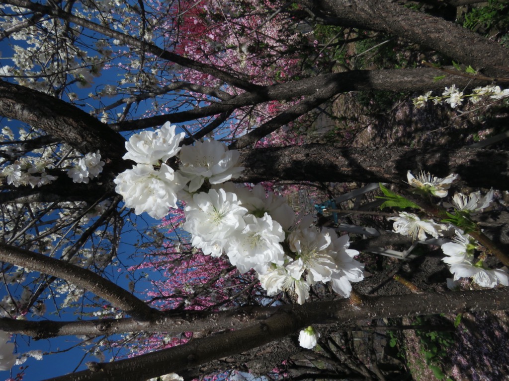 塩ノ山、桃の花の里、ハナモモ