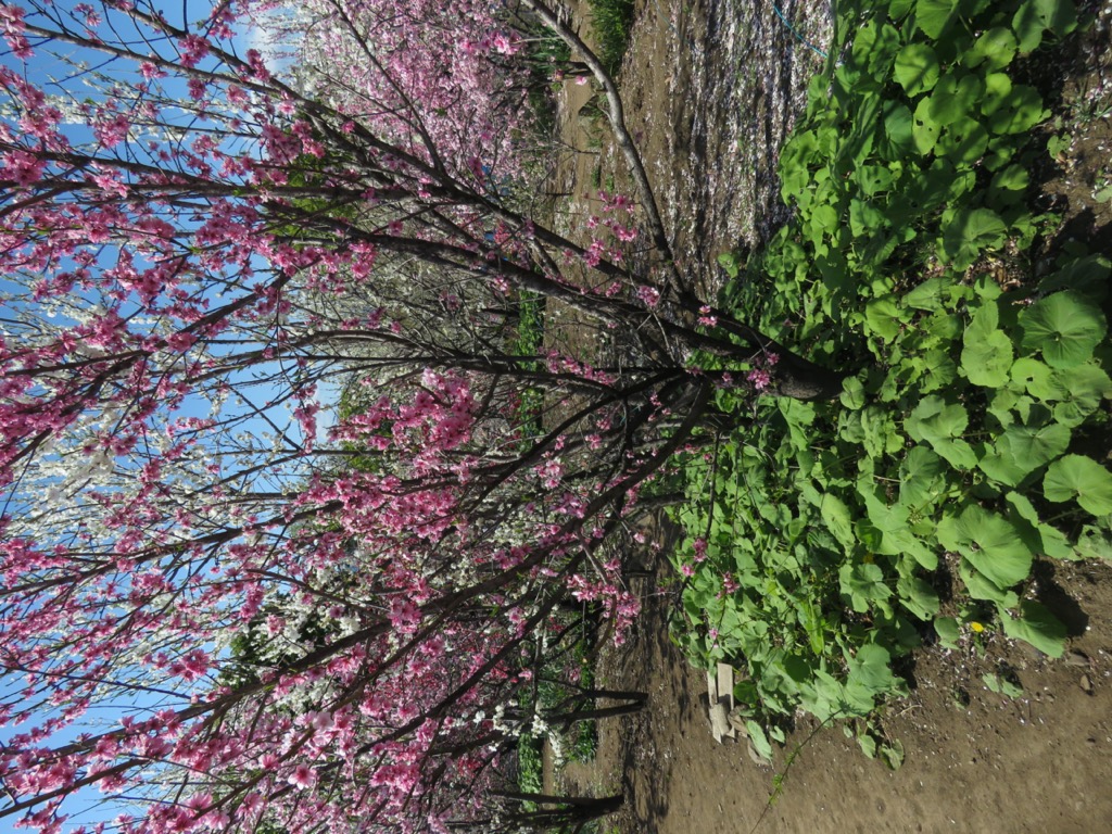 塩ノ山、桃の花の里、ハナモモ