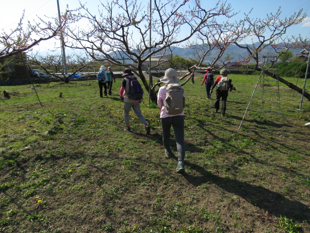 塩ノ山、釈迦堂から石和温泉へ、モモ畑