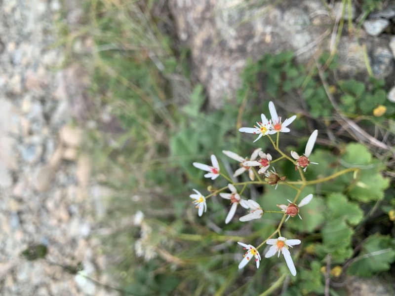 白馬岳、白馬三山