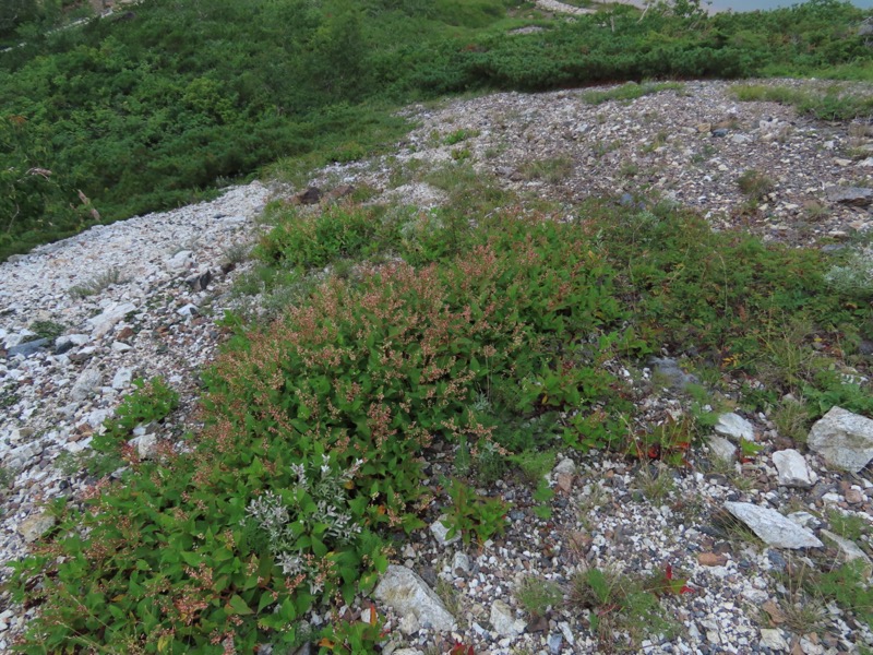 白馬岳、白馬三山