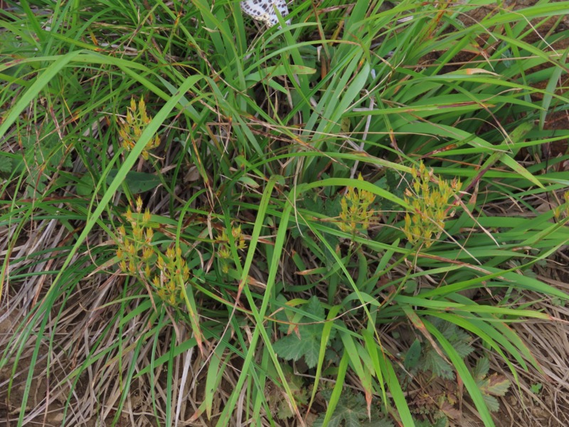 白馬岳、白馬三山