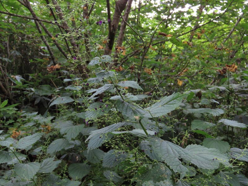 白馬岳、白馬三山