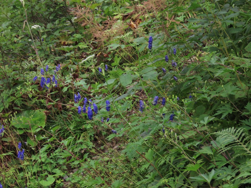 白馬岳、白馬三山