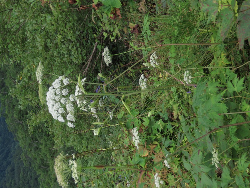 白馬岳、白馬三山