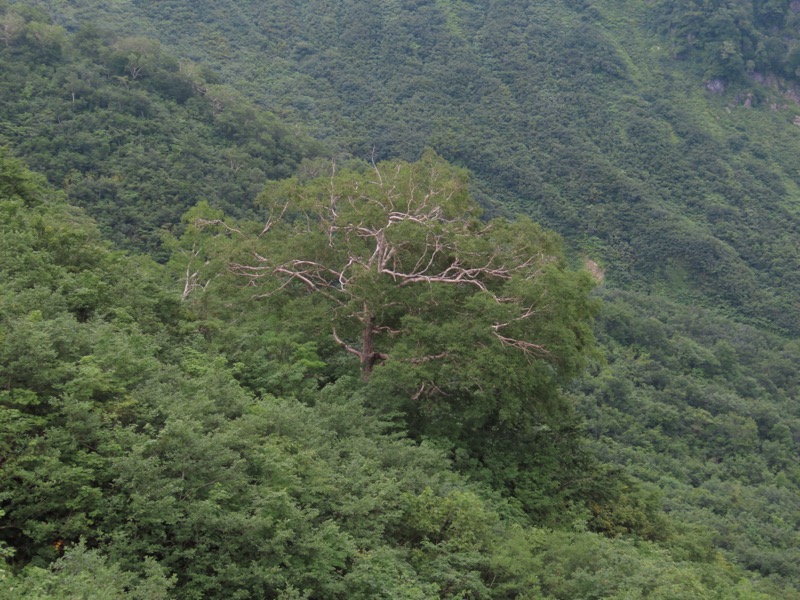 白馬岳、白馬三山