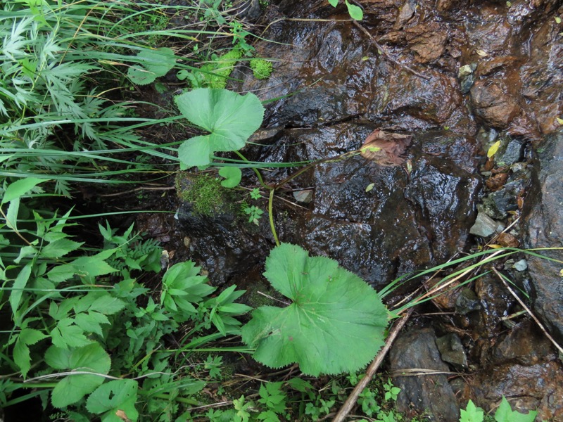 白馬岳、白馬三山