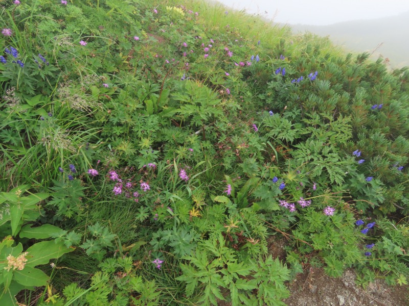 白馬岳、白馬三山