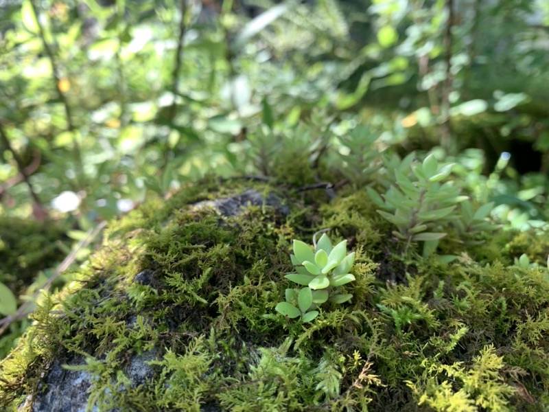 白馬岳、白馬三山