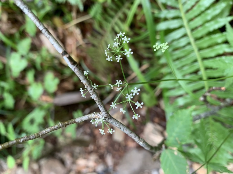 白馬岳、白馬三山