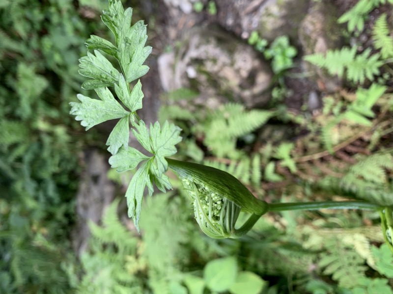 白馬岳、白馬三山