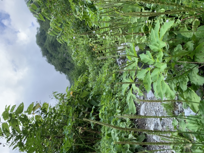 白馬岳、白馬三山