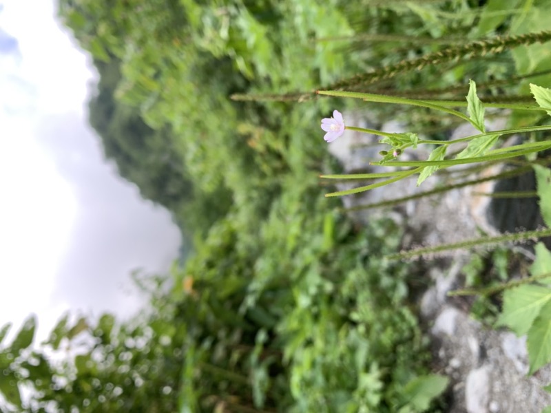 白馬岳、白馬三山