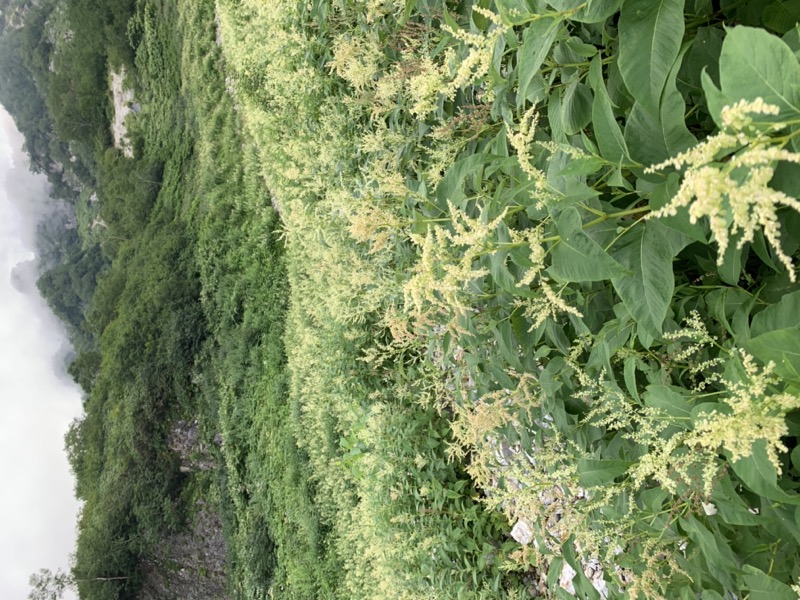 白馬岳、白馬三山