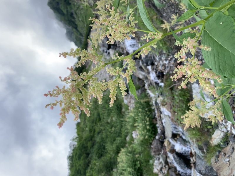 白馬岳、白馬三山