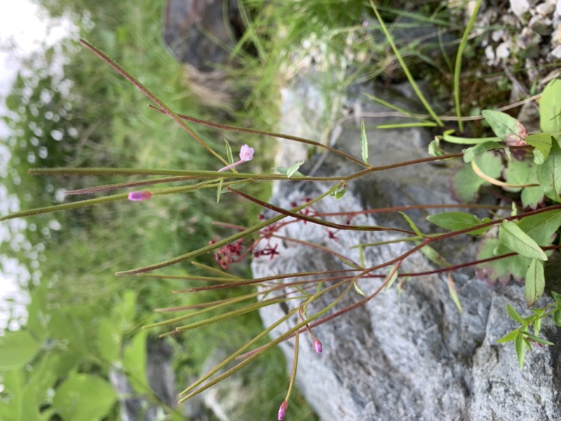 白馬岳、白馬三山