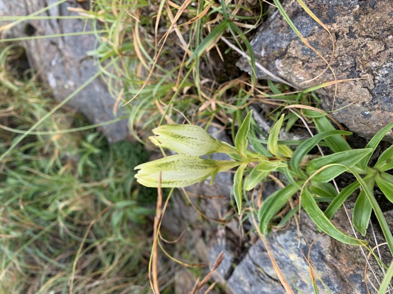 白馬岳、白馬三山