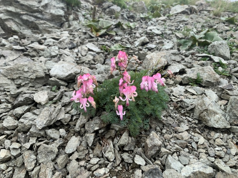 白馬岳、白馬三山