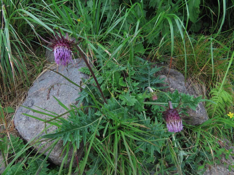 白馬岳、白馬三山