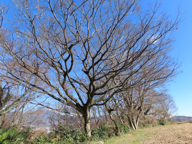 渋沢丘陵