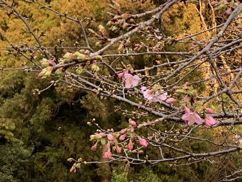 渋沢丘陵