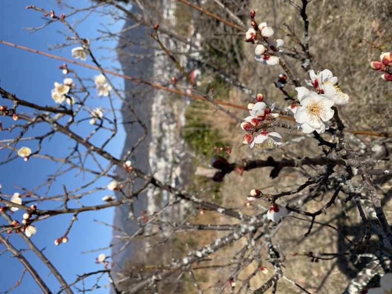 渋沢丘陵