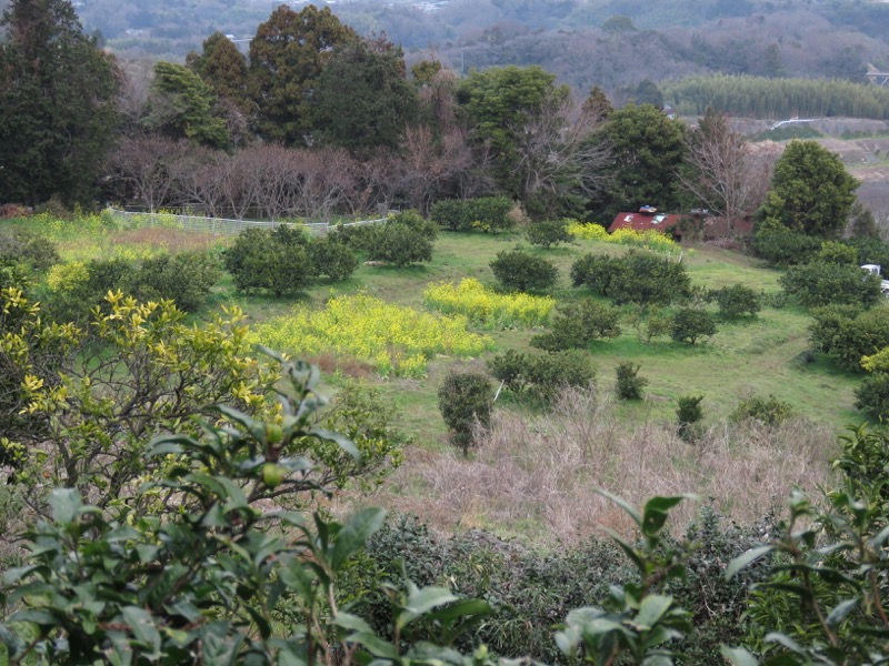 曽我丘陵ウォーキングコースと曽我梅林、田園風景