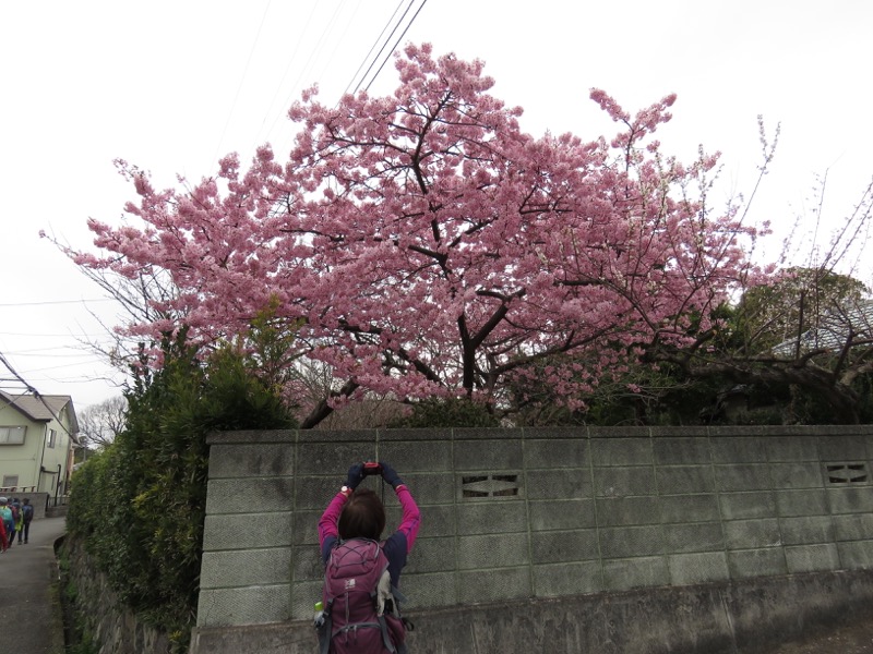 曽我丘陵ウォーキングコースと曽我梅林、河津桜?