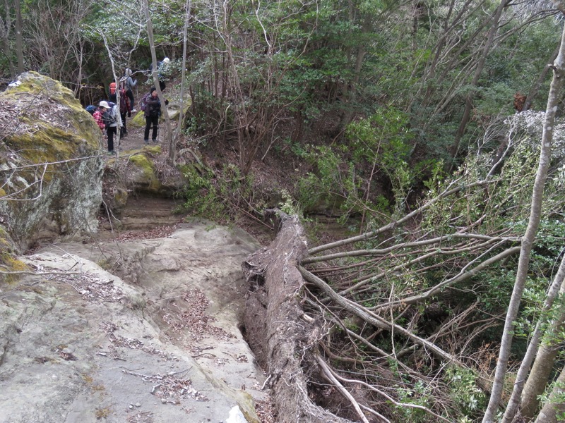 高宕山、高宕大滝→高宕山、倒木