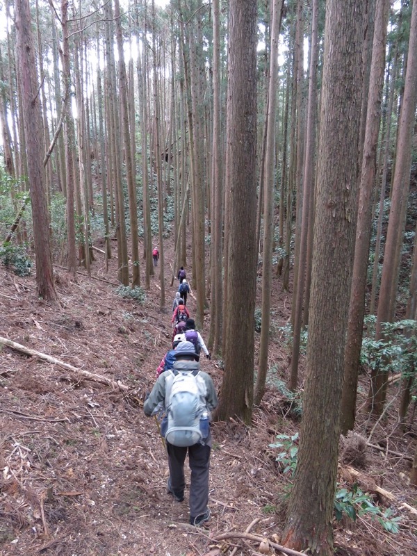 高宕山、高宕大滝→高宕山、人工林
